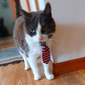 😮 3/$10 Striped Red and Blue Pet Tie